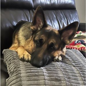 Meet your Posher, Roselyn